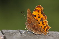 Comma (Polygonia c-album) butterfly, Hoogeloon, Noord-Brabant, Netherlands