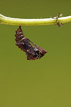 Map Butterfly (Araschnia levana) chrysalis, Hoogeloon, Noord-Brabant, Netherlands. Sequence 1 of 9