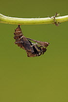 Map Butterfly (Araschnia levana) emerging from chrysalis, Hoogeloon, Noord-Brabant, Netherlands. Sequence 3 of 9