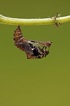 Map Butterfly (Araschnia levana) emerging from chrysalis, Hoogeloon, Noord-Brabant, Netherlands. Sequence 4 of 9