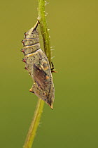 Peacock Butterfly (Inachis io) chrysalis, Hoogeloon, Noord-Brabant, Netherlands. Sequence 2 of 11