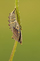 Peacock Butterfly (Inachis io) emerging from chrysalis, Hoogeloon, Noord-Brabant, Netherlands. Sequence 3 of 11