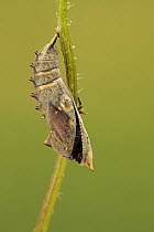 Peacock Butterfly (Inachis io) emerging from chrysalis, Hoogeloon, Noord-Brabant, Netherlands. Sequence 4 of 11