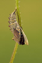 Peacock Butterfly (Inachis io) emerging from chrysalis, Hoogeloon, Noord-Brabant, Netherlands. Sequence 5 of 11