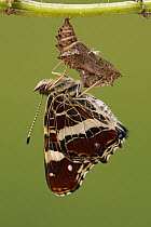 Map Butterfly (Araschnia levana) newly emerged from chrysalis, Hoogeloon, Noord-Brabant, Netherlands. Sequence 9 of 9