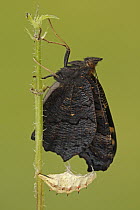 Peacock Butterfly (Inachis io) metamorphosis, Hoogeloon, Noord-Brabant, Netherlands. Sequence 11 of 11