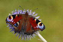 Peacock Butterfly (Inachis io) on flower, Hoogeloon, Noord-Brabant, Netherlands