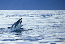 Great White Shark (Carcharodon carcharias) leaping out of the water next to a seal, Seal Island, False Bay, South Africa