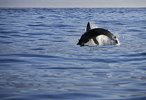 Great White Shark (Carcharodon carcharias) leaping out of the water with seal prey, Seal Island, False Bay, South Africa