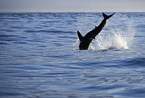 Great White Shark (Carcharodon carcharias) leaping out of the water, Seal Island, False Bay, South Africa