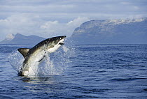 Great White Shark (Carcharodon carcharias) leaping out of the water with decoy in mouth, Seal Island, False Bay, South Africa