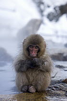Japanese Macaque (Macaca fuscata) young next to volcanic hot spring, Jigokudani, Joshinetsu Kogen National Park, Japan