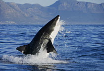 Great White Shark (Carcharodon carcharias) leaping out of the water foraging, Seal Island, False Bay, South Africa