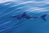 Great White Shark (Carcharodon carcharias) swimming near surface, Seal Island, False Bay, South Africa
