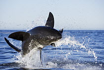 Great White Shark (Carcharodon carcharias) leaping out of the water with decoy, Seal Island, False Bay, South Africa