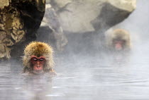Japanese Macaque (Macaca fuscata) pair soaking in hot spring, Jigokudani, Joshinetsu Kogen National Park, Japan