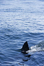 Great White Shark (Carcharodon carcharias) swimming at the surface, Seal Island, False Bay, South Africa