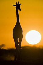 Angolan Giraffe (Giraffa giraffa angolensis) silhouetted against sunset, Etosha National Park, Namibia