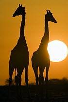Angolan Giraffe (Giraffa giraffa angolensis) pair silhouetted against sunset, Etosha National Park, Namibia