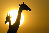 Angolan Giraffe (Giraffa giraffa angolensis) pair silhouetted against sunset, Etosha National Park, Namibia