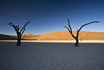 Camelthorn Acacia (Acacia erioloba) dead trees with dunes in background, Dead Vlei, Namib-Naukluft National Park, Namibia