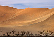 Sand dunes with a line of trees in the foreground, Namib-Naukluft National Park, Namibia
