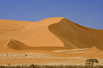 Sand dunes, Namib-Naukluft National Park, Namibia