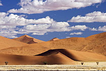 Sand dunes, Namib-Naukluft National Park, Namibia