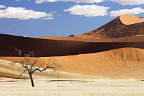 Camelthorn Acacia (Acacia erioloba) dead tree with dunes in background, Namib-Naukluft National Park, Namibia