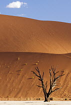 Camelthorn Acacia (Acacia erioloba) dead tree with dunes in background, Dead Vlei, Namib-Naukluft National Park, Namibia
