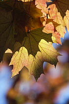 Norway Maple (Acer platanoides) autumn leaves, Germany