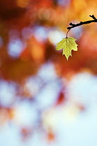 Norway Maple (Acer platanoides) autumn leaf, Germany