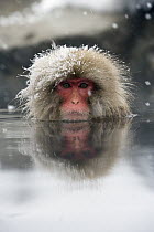 Japanese Macaque (Macaca fuscata)soaking in hot spring, Jigokudani, Joshinetsu Kogen National Park, Japan