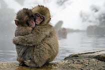 Japanese Macaque (Macaca fuscata) young embracing at edge of hot spring, Jigokudani, Joshinetsu Kogen National Park, Japan