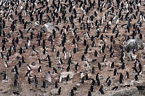 Chinstrap Penguin (Pygoscelis antarctica) colony, Deception Island, Antarctica