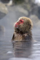 Japanese Macaque (Macaca fuscata) soaking in hot spring, Jigokudani, Joshinetsu Kogen National Park, Japan