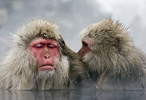 Japanese Macaque (Macaca fuscata) pair grooming in hot spring, Jigokudani, Joshinetsu Kogen National Park, Japan