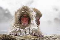 Japanese Macaque (Macaca fuscata) young in hot spring, Jigokudani, Joshinetsu Kogen National Park, Japan