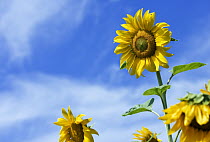 Common Sunflower (Helianthus annuus), Germany