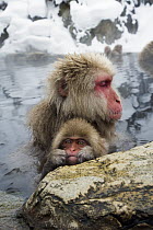 Japanese Macaque (Macaca fuscata) soaking with baby in hot spring, Jigokudani, Joshinetsu Kogen National Park, Japan