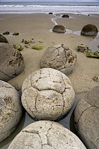 Round boulders on the beach, Moeraki Beach, South Island, New Zealand