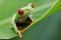 Red-eyed Tree Frog (Agalychnis callidryas), Tortuguero National Park, Costa Rica