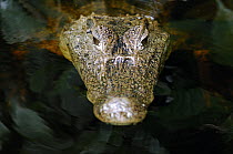 Spectacled Caiman (Caiman crocodilus), Tortuguero National Park, Costa Rica