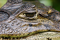 Spectacled Caiman (Caiman crocodilus) eye, Tortuguero National Park, Costa Rica