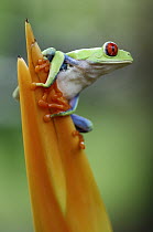 Red-eyed Tree Frog (Agalychnis callidryas) on heliconia, Tortuguero National Park, Costa Rica