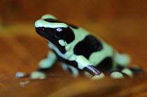 Green and Black Poison Dart Frog (Dendrobates auratus), Selva Verde, Costa Rica