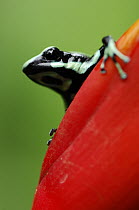 Green and Black Poison Dart Frog (Dendrobates auratus) on heliconia, Selva Verde, Costa Rica