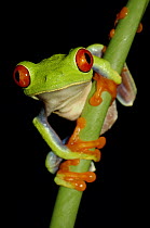 Red-eyed Tree Frog (Agalychnis callidryas), Selva Verde, Costa Rica