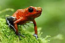 Strawberry Poison Dart Frog (Oophaga pumilio), Laguna del Lagarto, Boca Tapada, Costa Rica