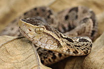 Fer-de-lance (Bothrops asper), venomous, Laguna del Lagarto, Boca Tapada, Costa Rica